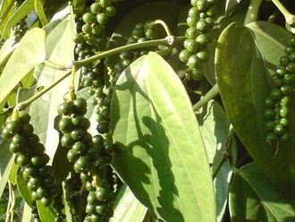 Vietnam maintains its position as the world’s largest pepper producer and exporter