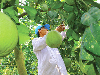 Việt Nam thành công xuất khẩu bưởi sang thị trường Mỹ