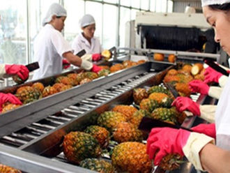 Dứa Việt Nam có tiềm năng lớn tại thị trường châu Âu