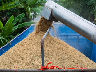 Thanks to the agricultural restructuring policy in Vietnam rice prices rise