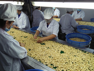 Nguy cơ bị "bóp nghẽn", ngành điều lo ngại "cầu cứu" khẩn