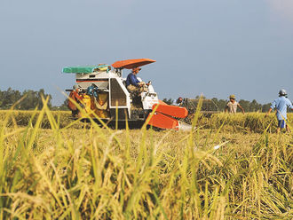 1.5 mn households in the Mekong Delta provinces will train Australia-funded rice value chain project