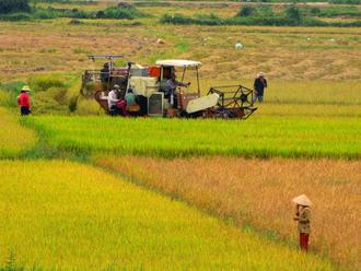 The highest Vietnamese export price of rice in 10 years