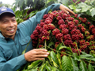 The UKVFTA continues bringing opportunities for Việt Nam to export coffee to the UK