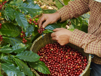 The coffee industry of Vietnam is working to increase the value of raw coffee exports