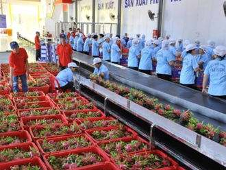 Vietnam's export fruit brand is facing opportunities and challenges