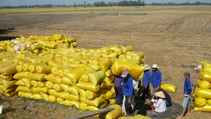 World rice prices plunge, Vietnamese rice stays at the top