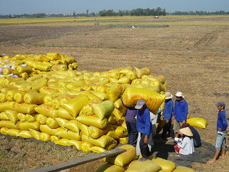 World rice prices plunge, Vietnamese rice stays at the top