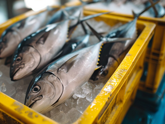 Vietnam's Tuna exports expected to grow by 20 percent in H1