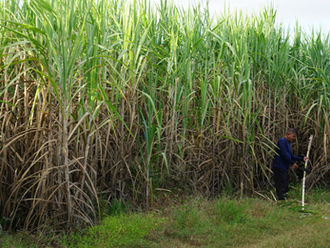 The domestic sugarcane and sugar industry expects to continue output growth