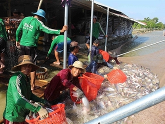 Huge potential and values amid the expanding tra fish sector