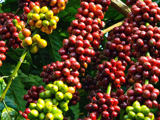 Vietnamese Q1 agricultural trade surplus nearly doubles thanks to robust increases in coffee and rice