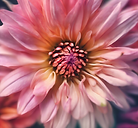 Flower shaped like a heart