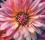 Flower shaped like a heart