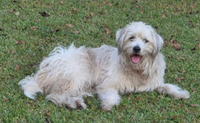 Fluffy white dog lying on green grass, smiling with tongue out. Background shows scattered leaves, creating a relaxed outdoor setting.