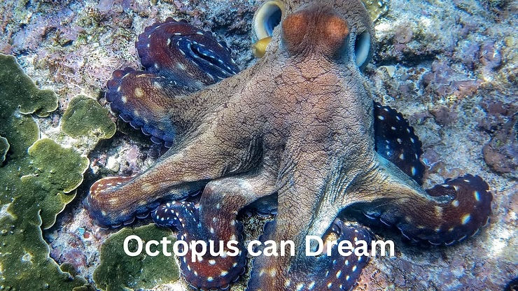An octopus rests on a coral reef with textured skin in shades of brown and blue. Text reads "Octopus can Dream." Underwater scene.