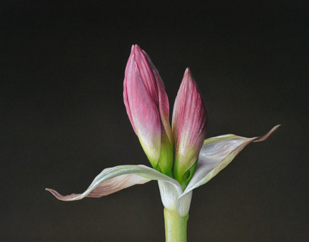 Amaryllis Buds, 11x14, oil on ACM panel, 2019