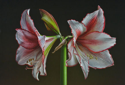 Amaryllis in Bloom, 14x18, oil on ACM panel, 2023