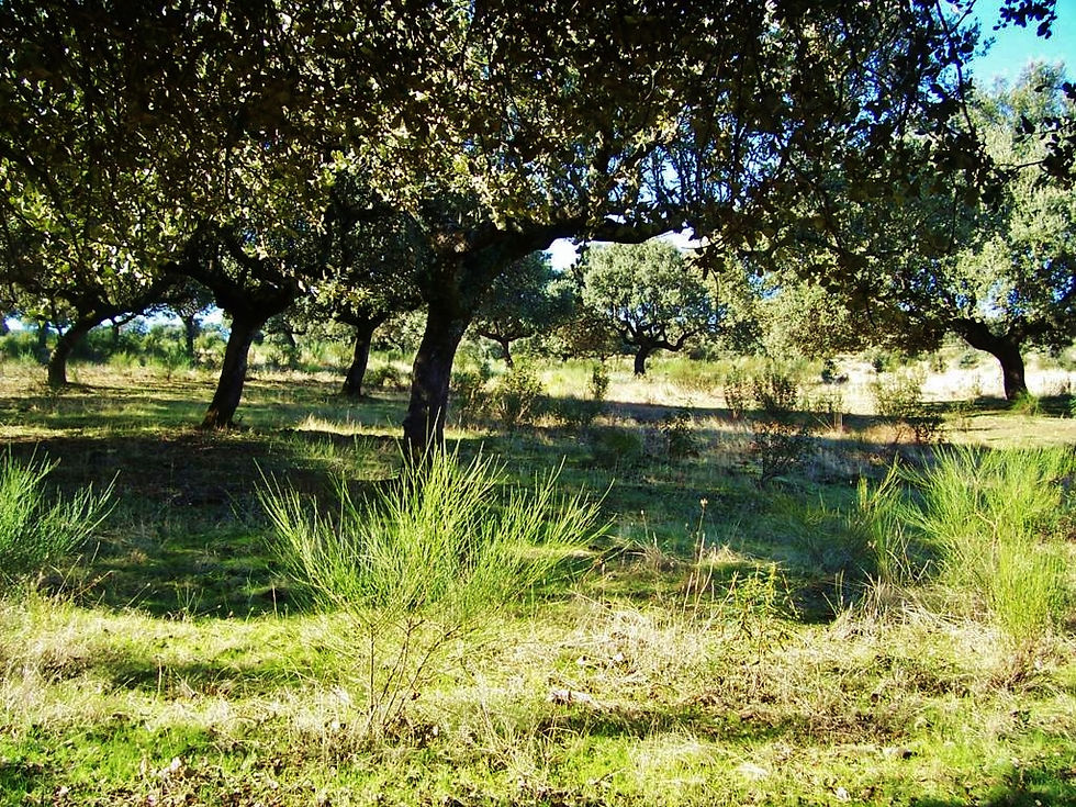 Santibáñez Bajo: CUMBRES DE VALHONDO