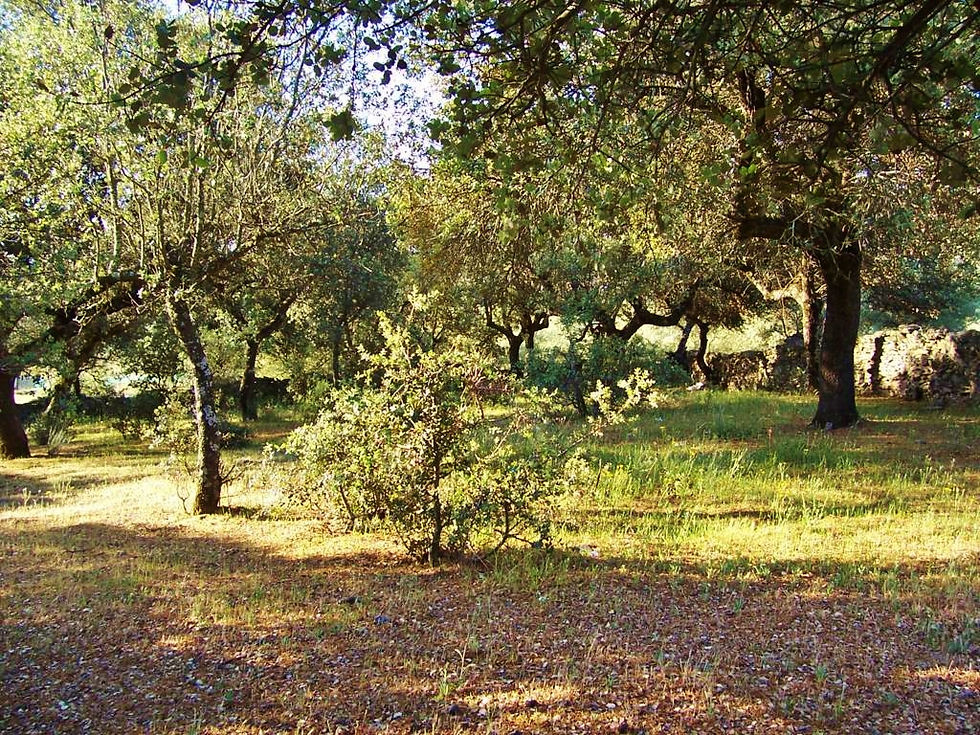 Santibáñez Bajo: LA CIGÜEÑA