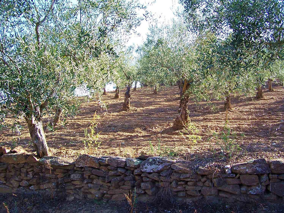 Ahigal: OLIVAR MIXTO