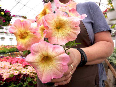 Flowers blooming at a greenhouse.