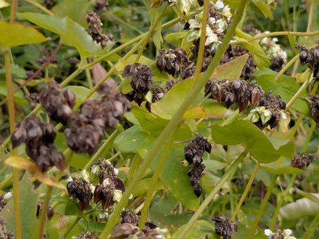 もうすぐ収穫!そばの実り_2025年11月5日