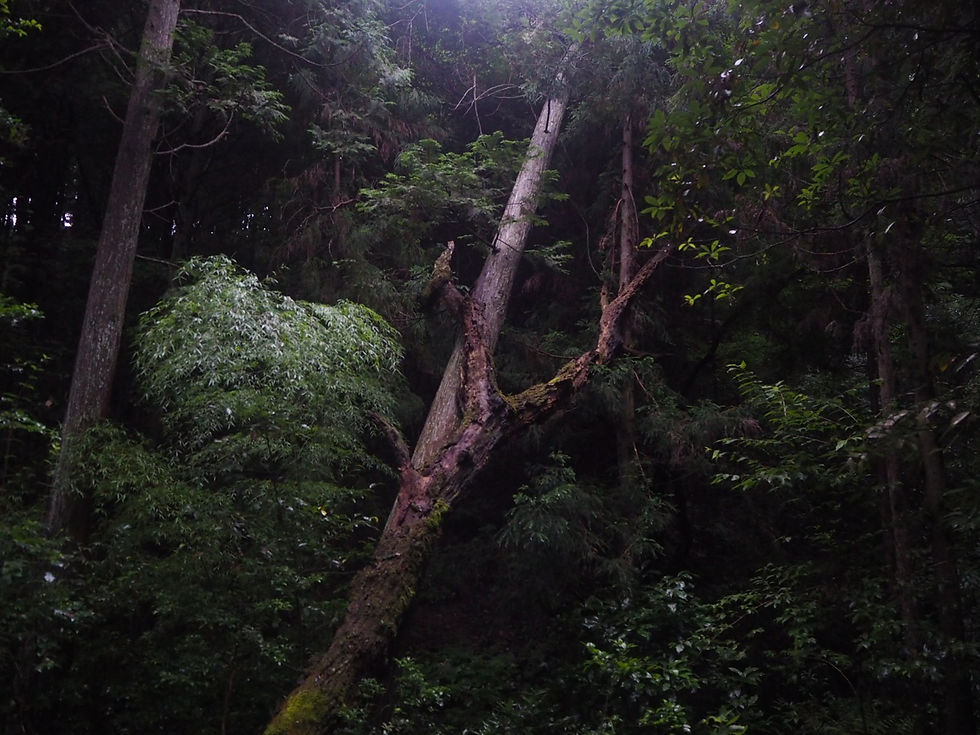 里山の現状と未来