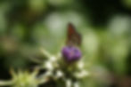 Painted Lady on a Thistle