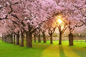 Primavera