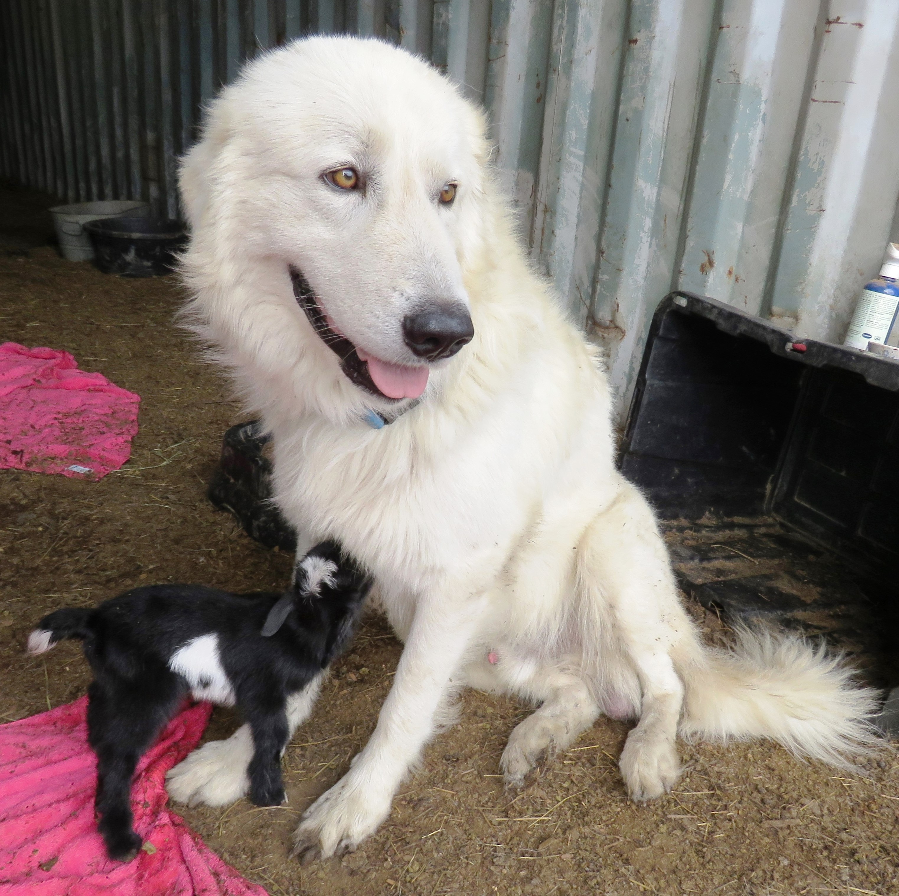 maremma dog for sale