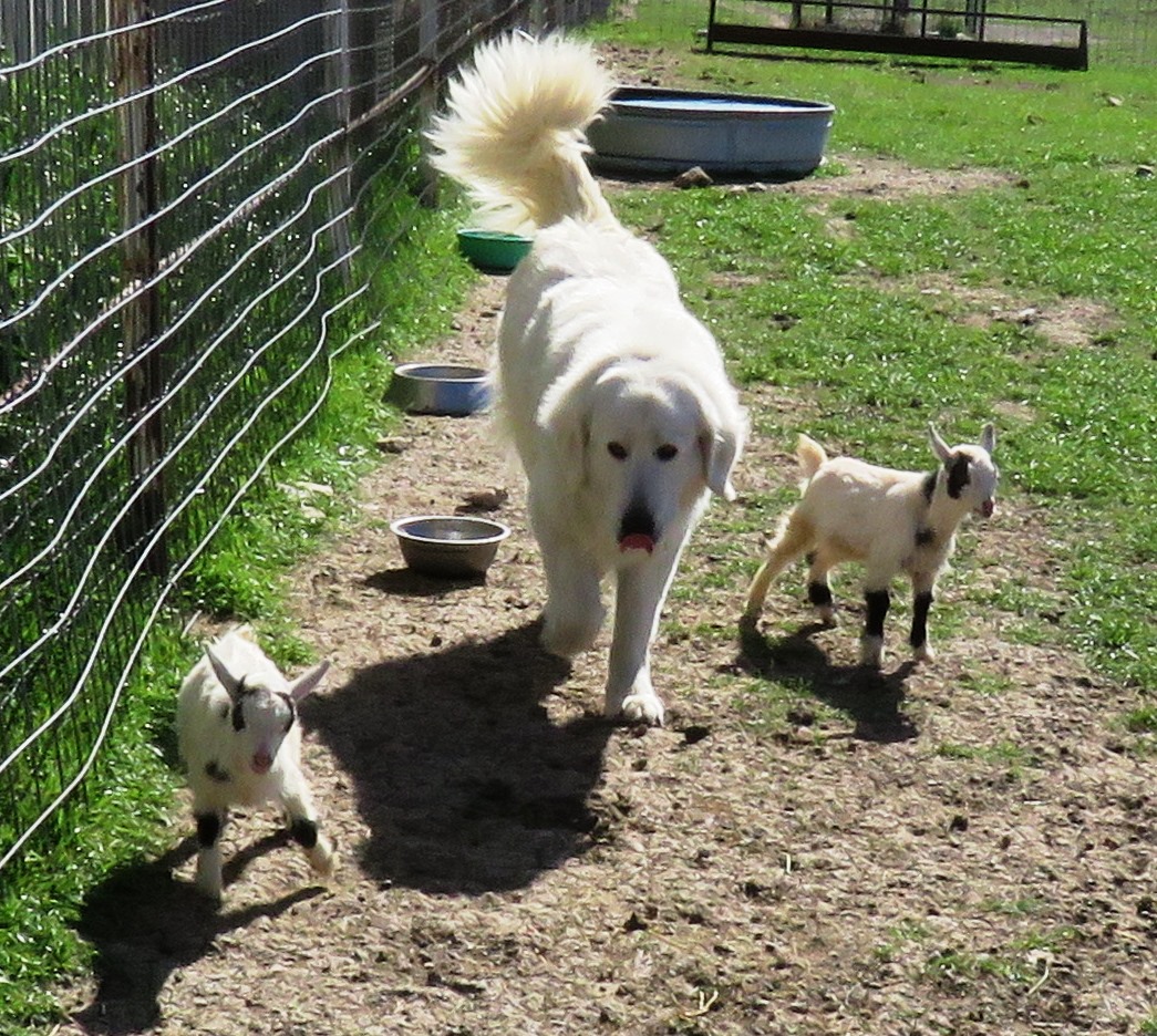 italian guardian dog