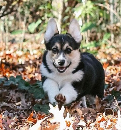 Corgi puppy
