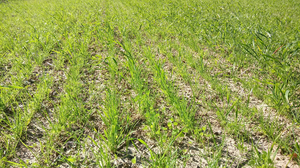 Mélange Prairial Mixte à 30 jours