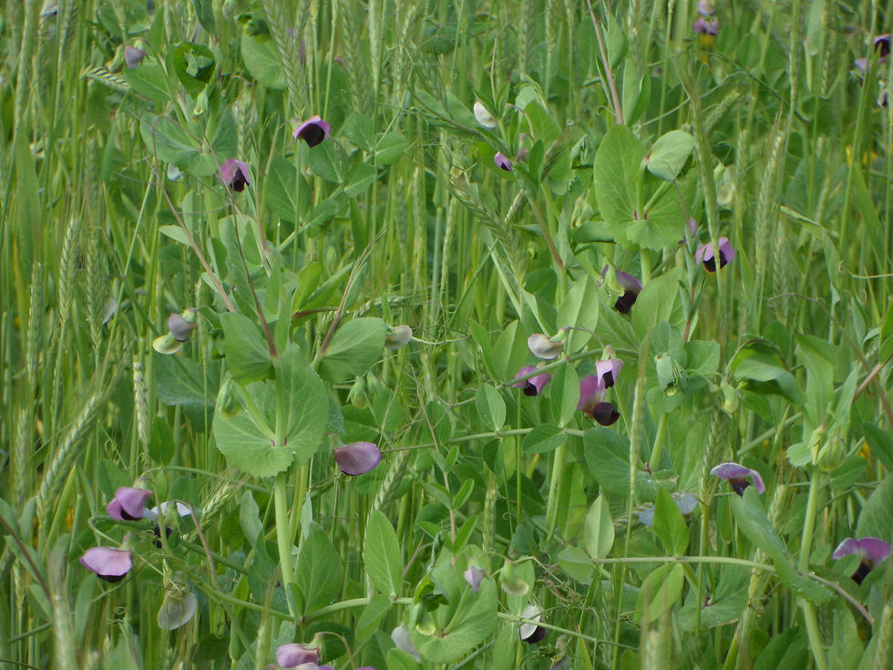 Méteil grain
