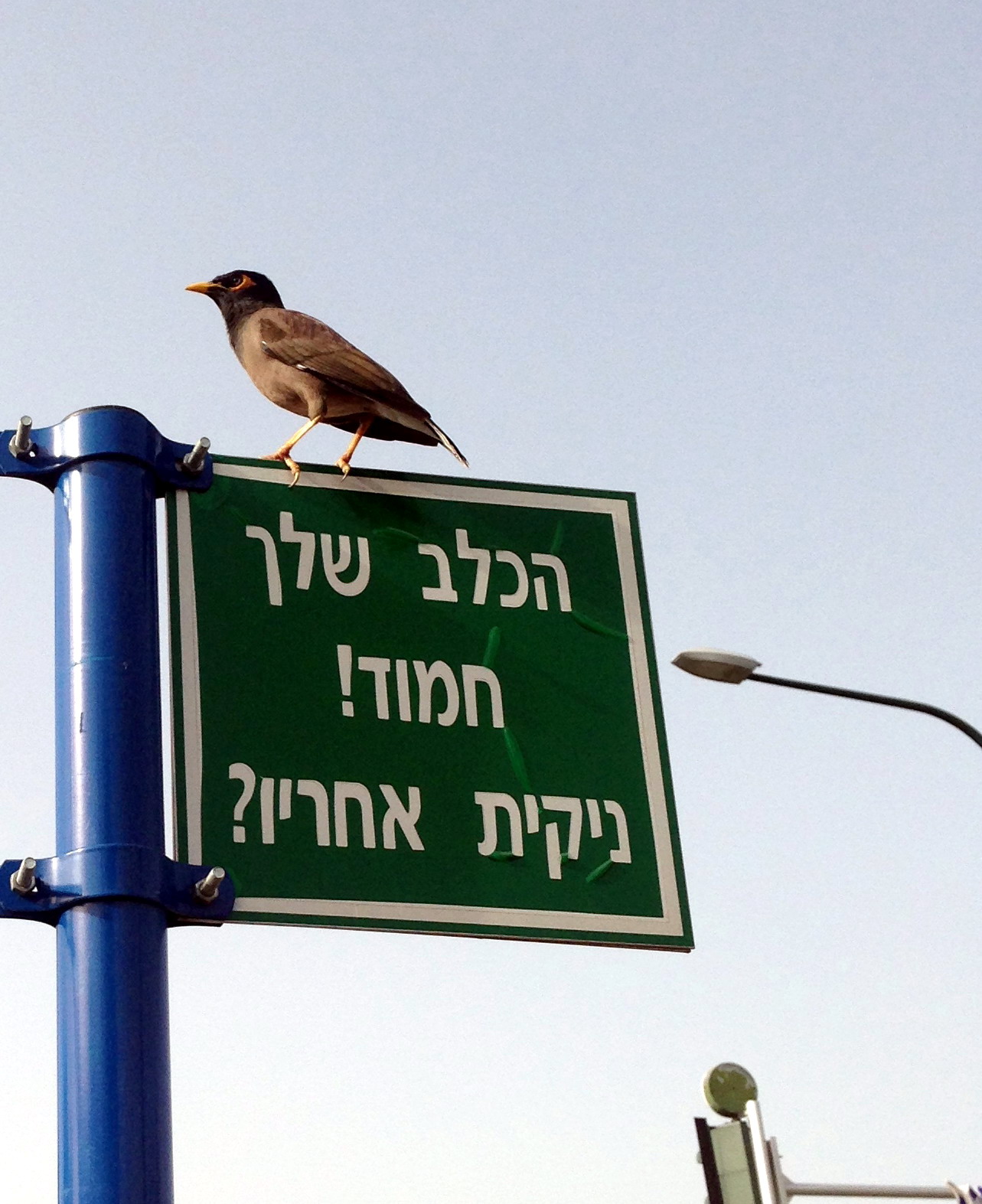 !!!אנא, נקו אחרינו