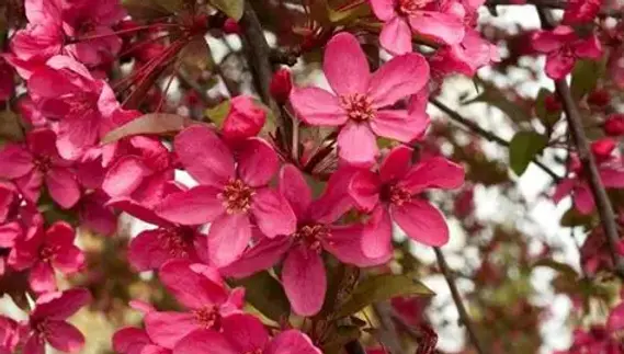 Robinson crabapple