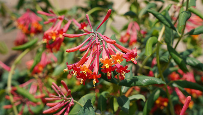 Coral honeysuckle