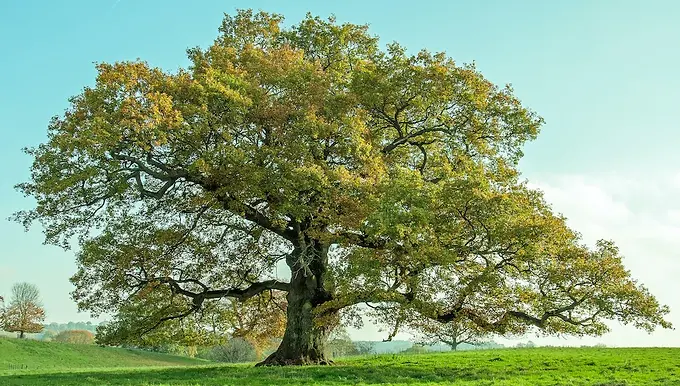 English oak