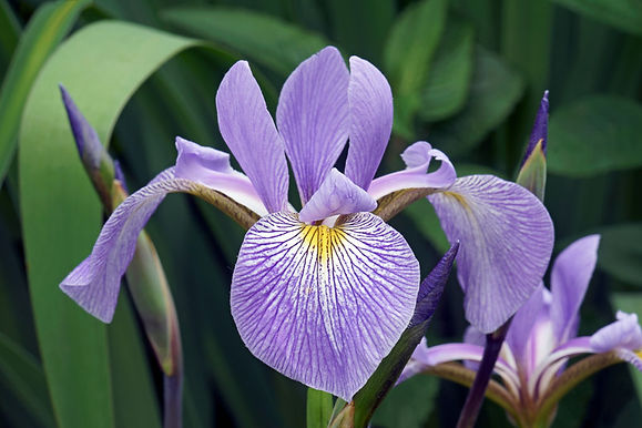 Southern blue flag iris