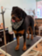 Professional dog groomer trimming a large dog’s fur in a grooming salon in Imlay City.