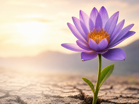 Flor roxa em broto sobre solo rachado, ao nascer do sol, com fundo suave e luz dourada.
