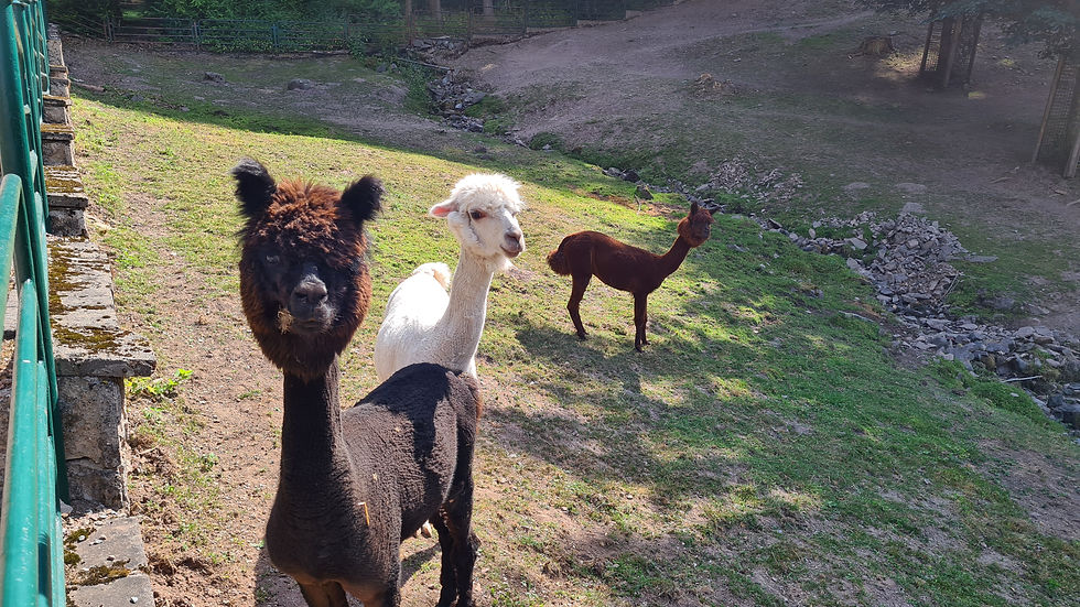 Alpakas im Tierpark Suhl
