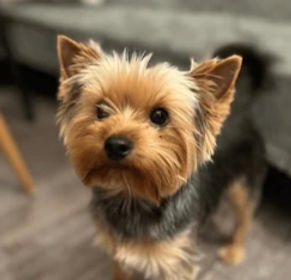 Frankie, a Yorkshire Terrier sitting pretty after a training session with Purple Paws Dog Training