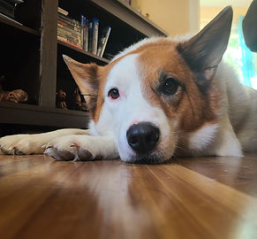 Ziggy, an Akita Mix enjoying his dog boarding stay with Purple Paws Puppy Training