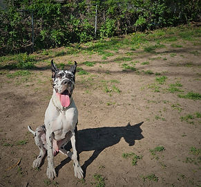 Apollo, a Great Dane Pup enjoying the sun after a day of Boarding and Training with Purple Paws Puppy Training