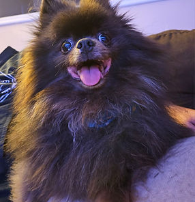 Kylo, a Pomeranian pup enjoying his stay with Robert and Purple Paws Training