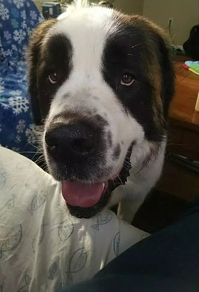 Sophie, a Saint Bernard who is happy to be graduated from a Purple Paws Dog Training program