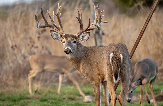 Uno one of our original breeder elite trophy whitetail bucks. Scoring over 225 at just 4 years old standing in a field looking back at the camera showing off his massive antlers