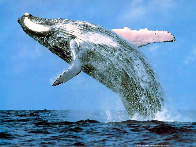 Les baleines